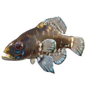 Okefenokee Pygmy Sunfish