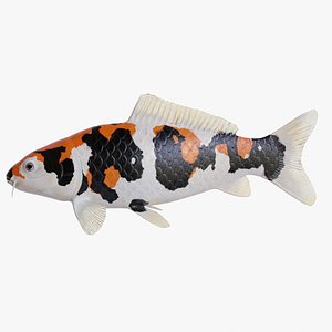 Koi Carp Showa