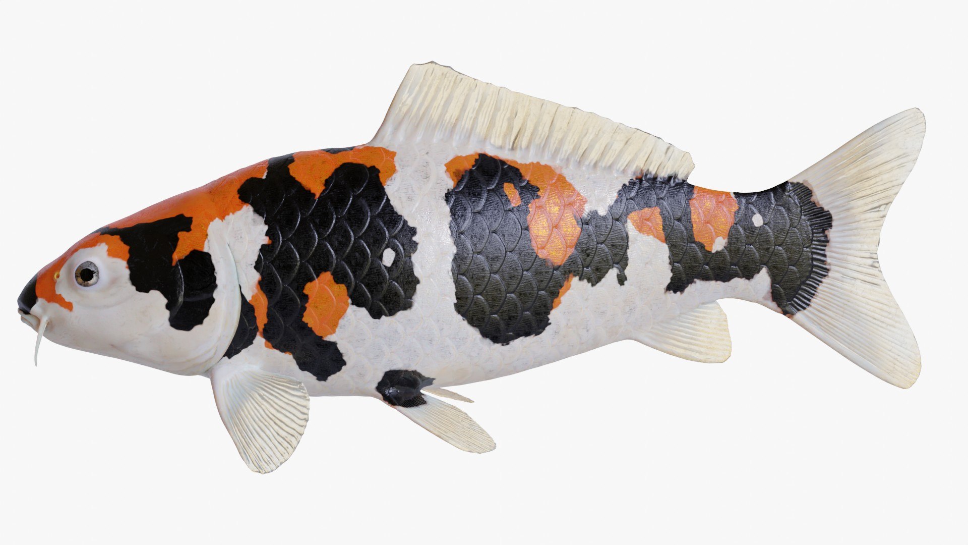 3D Koi Carp Showa - TurboSquid 1836790