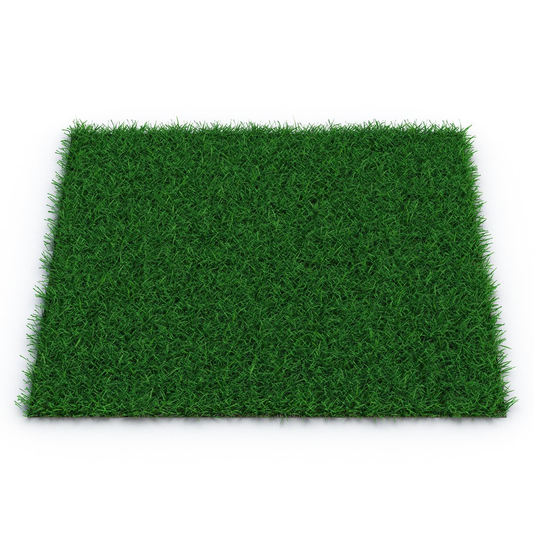 Seashore Paspalum Warm Season Grass 3D model preview
