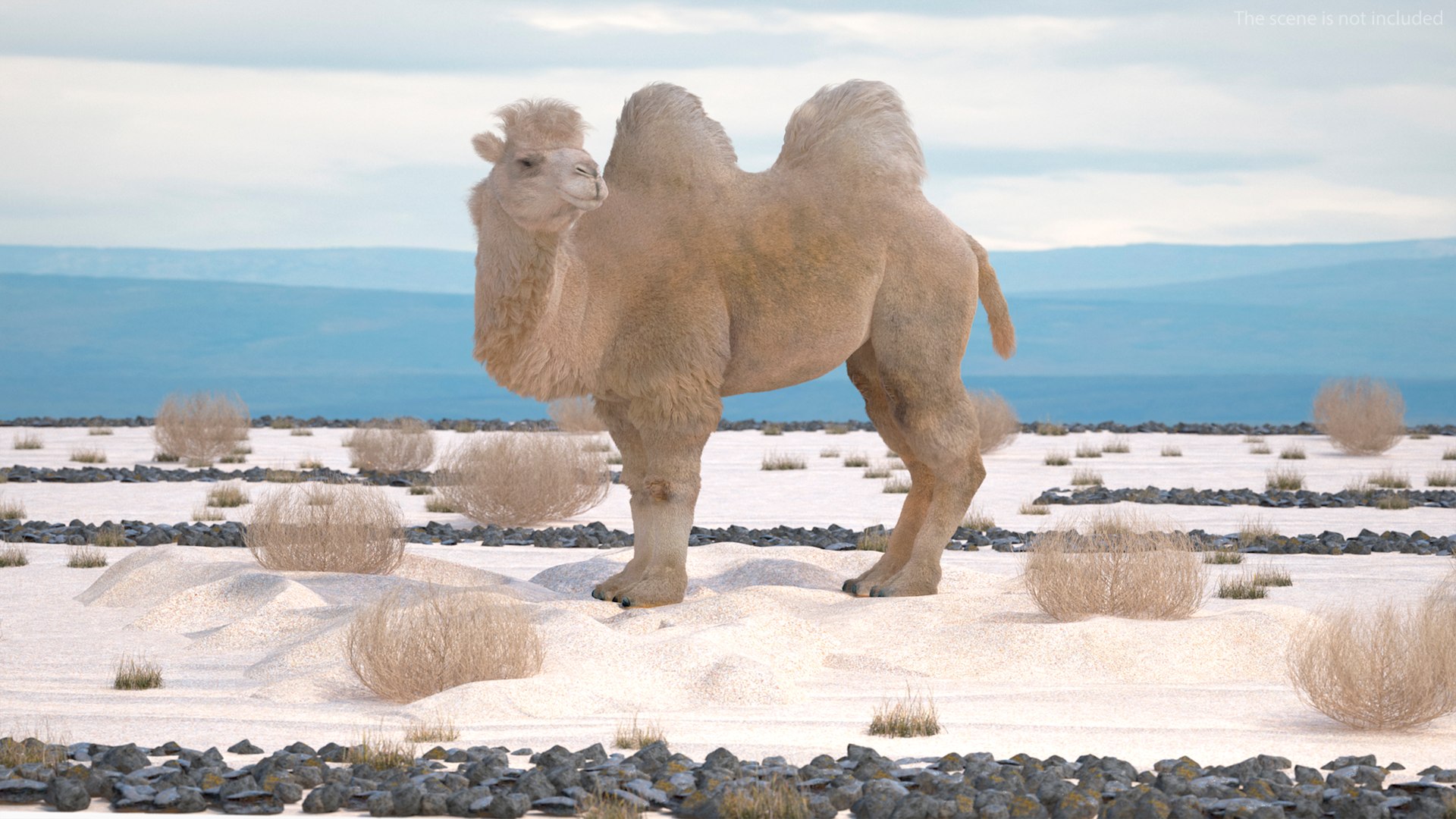 3D Bactrian Camel on Desert Sand Fur https://p.turbosquid.com/ts-thumb/8H/bZwaty/BS/bactriancamelondesertsandfurc4dmodel002/jpg/1724683500/1920x1080/fit_q87/3a4b4aef648aa2698804e8fb75be3d3fd3114aba/bactriancamelondesertsandfurc4dmodel002.jpg