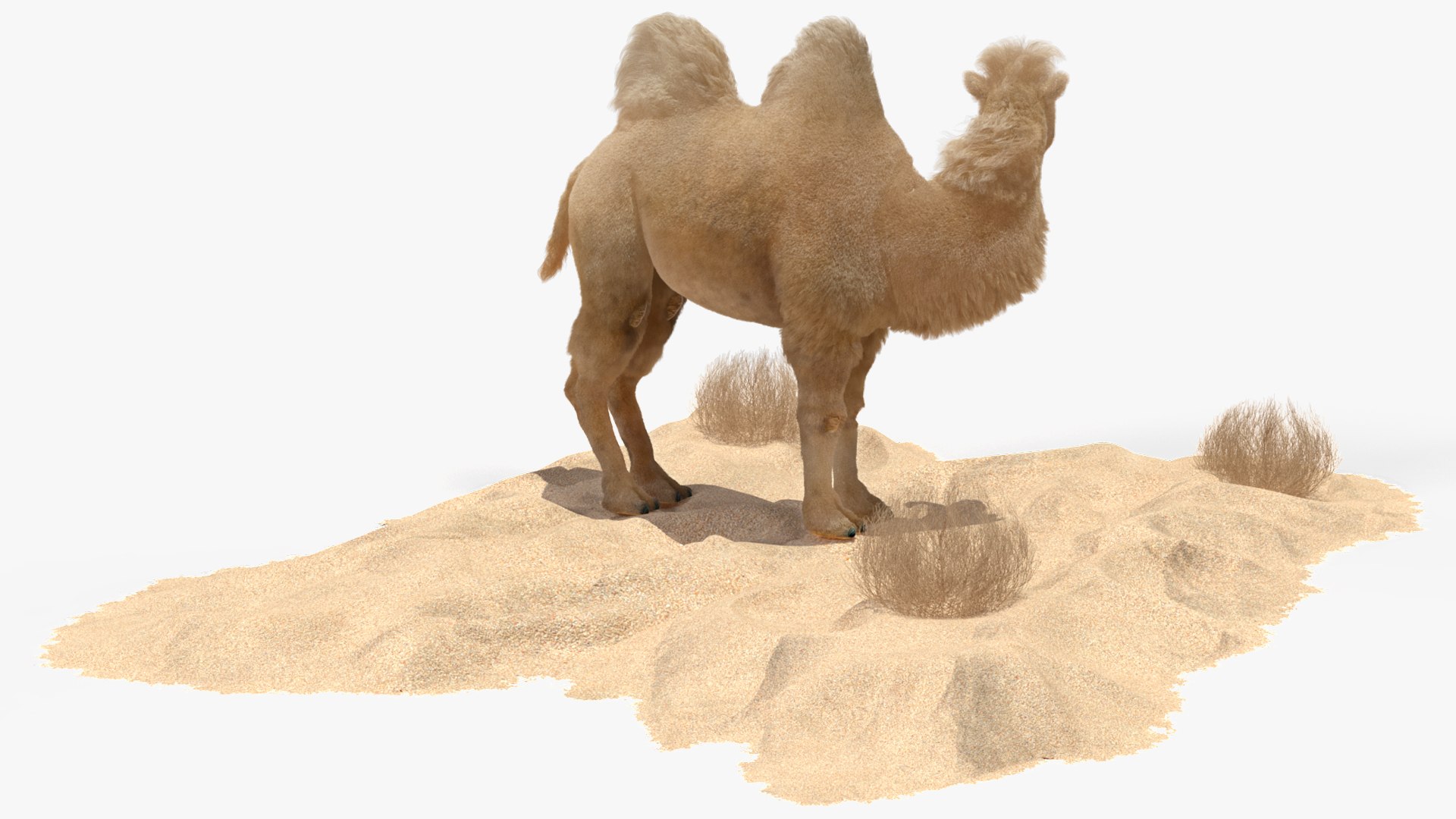 3D Bactrian Camel on Desert Sand Fur https://p.turbosquid.com/ts-thumb/8H/bZwaty/En/bactriancamelondesertsandfurc4dmodel011/jpg/1724683537/1920x1080/fit_q87/df5839a722076231d5278e4bd91e515585c05193/bactriancamelondesertsandfurc4dmodel011.jpg