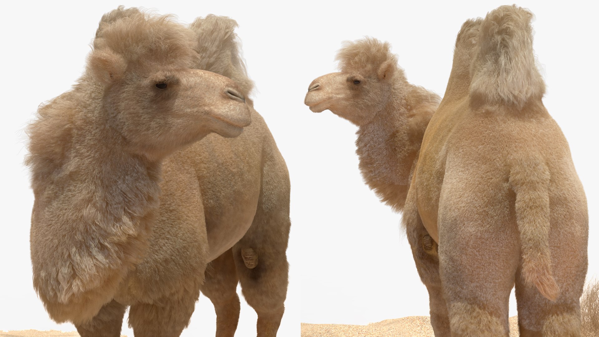 3D Bactrian Camel on Desert Sand Fur https://p.turbosquid.com/ts-thumb/8H/bZwaty/FW/bactriancamelondesertsandfurc4dmodel019/jpg/1724683569/1920x1080/fit_q87/0116d48e91aa8f722c0f4a571eef43355176fda7/bactriancamelondesertsandfurc4dmodel019.jpg