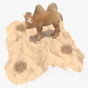 Bactrian Camel on Desert Sand Fur