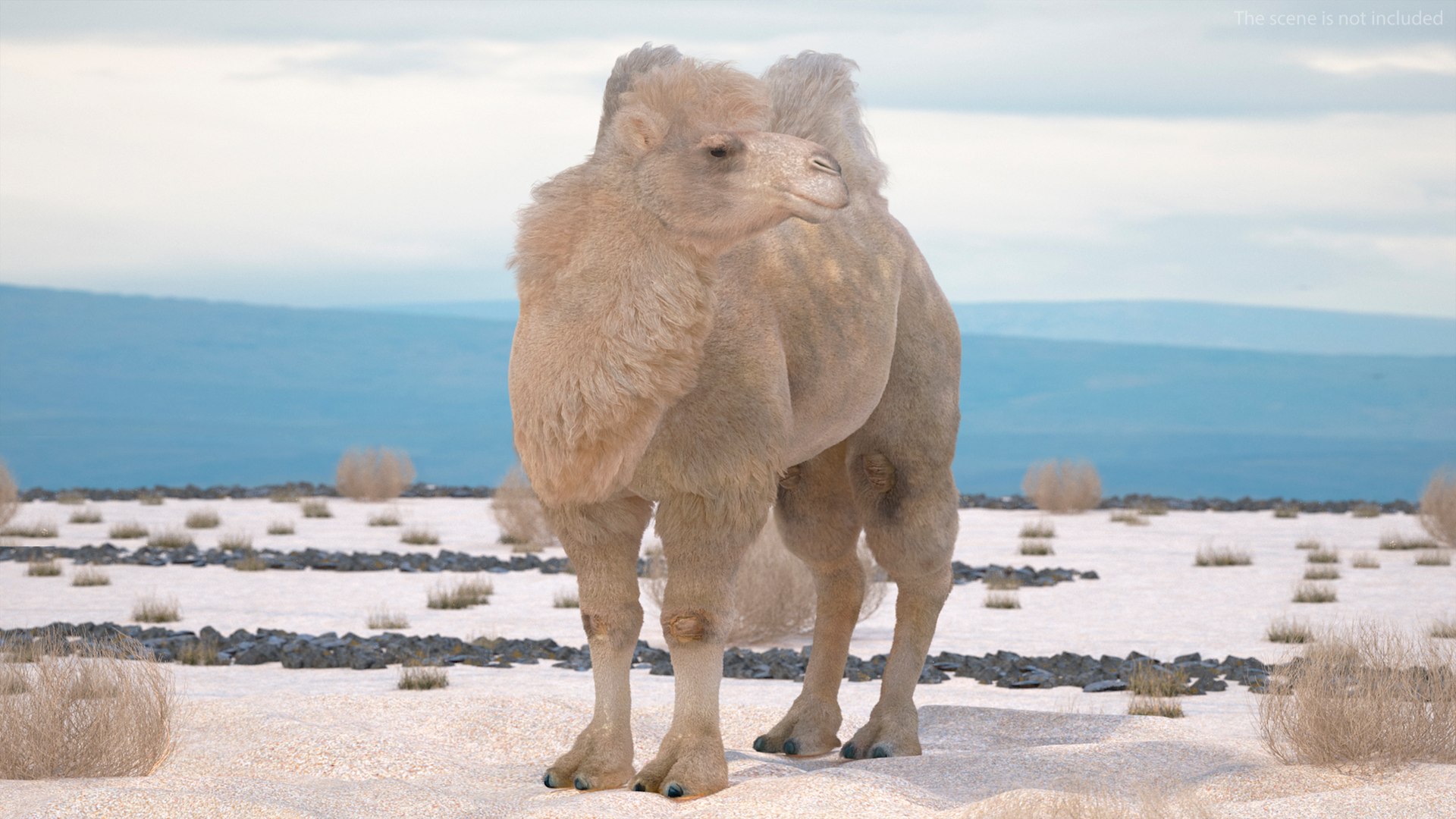 3D Bactrian Camel on Desert Sand Fur https://p.turbosquid.com/ts-thumb/8H/bZwaty/Mx/bactriancamelondesertsandfurc4dmodel005/jpg/1724683515/1920x1080/fit_q87/071ff94630c2446c9af0e51cb0ae774211fc8b4c/bactriancamelondesertsandfurc4dmodel005.jpg