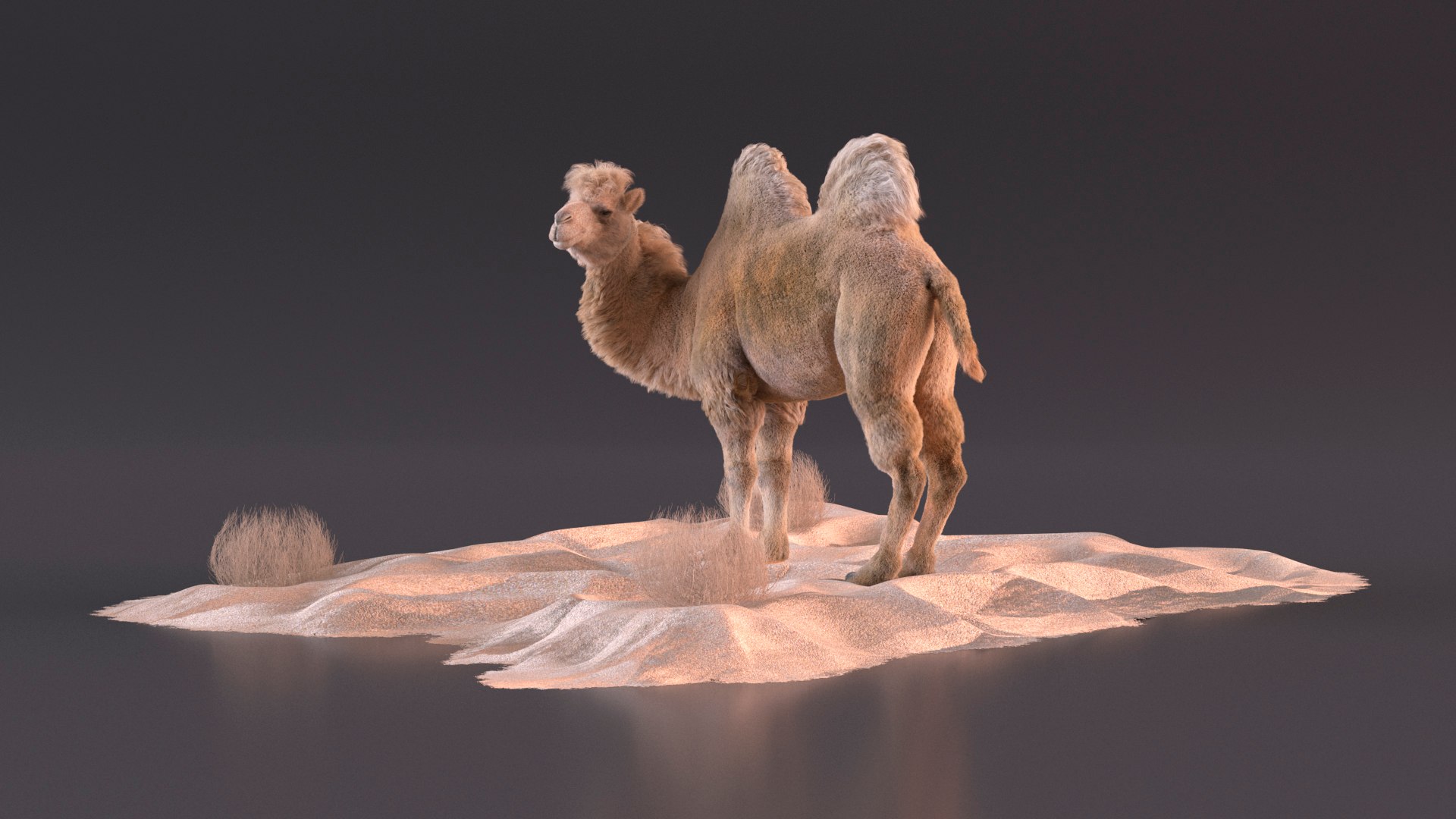 3D Bactrian Camel on Desert Sand Fur https://p.turbosquid.com/ts-thumb/8H/bZwaty/OX/bactriancamelondesertsandfurc4dmodel006/jpg/1724683518/1920x1080/fit_q87/a425bf4e83e83a95153dbba01fa48859dd99c6f9/bactriancamelondesertsandfurc4dmodel006.jpg