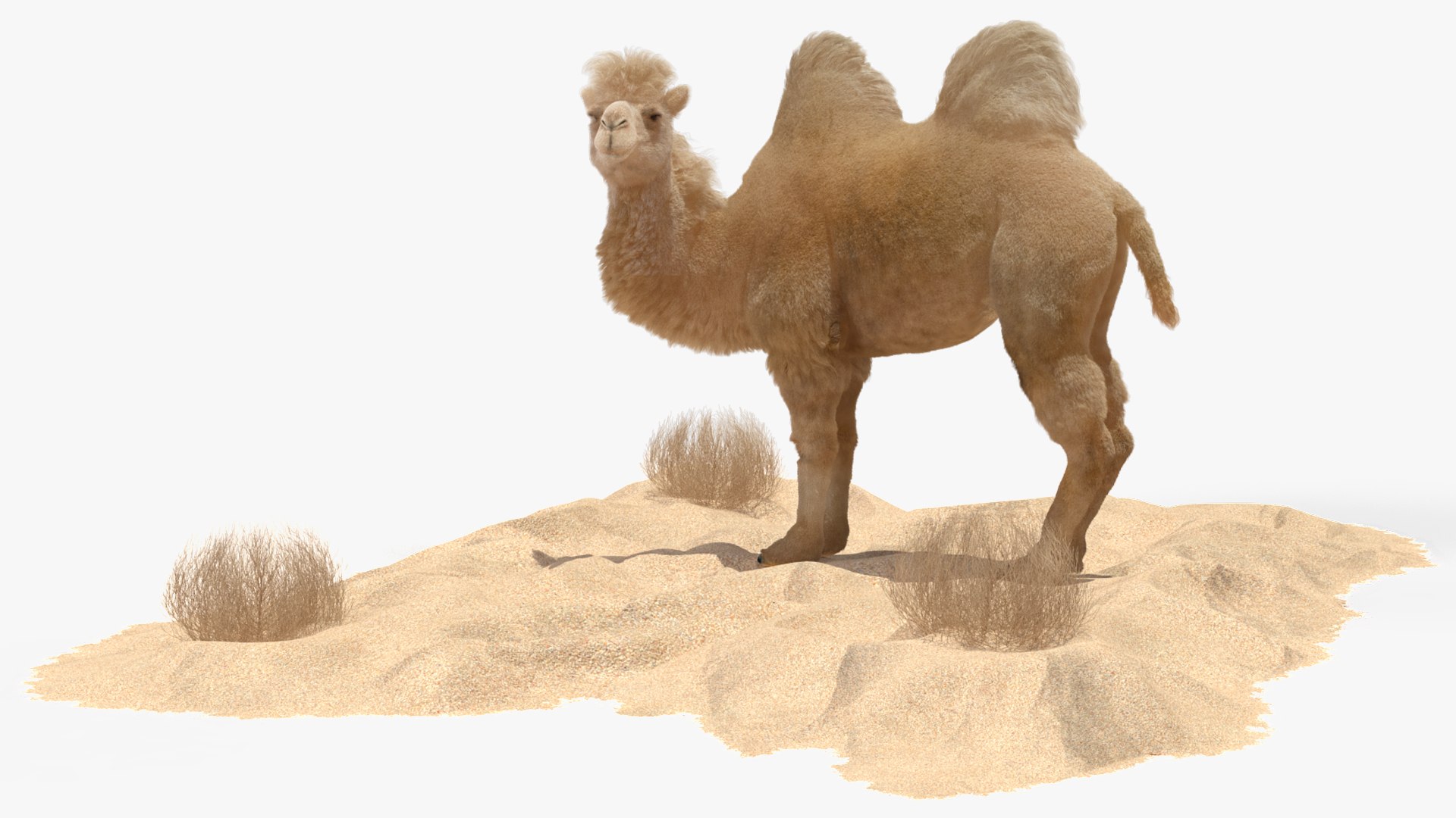 3D Bactrian Camel on Desert Sand Fur https://p.turbosquid.com/ts-thumb/8H/bZwaty/PS/bactriancamelondesertsandfurc4dmodel010/jpg/1724683533/1920x1080/fit_q87/be229527b310ffe200e21735ee4bf3274780ae14/bactriancamelondesertsandfurc4dmodel010.jpg
