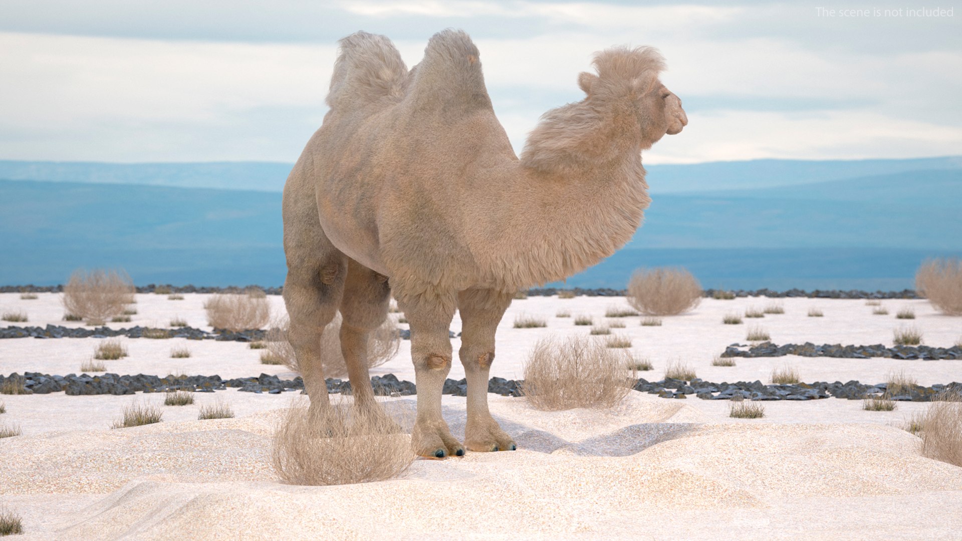 3D Bactrian Camel on Desert Sand Fur https://p.turbosquid.com/ts-thumb/8H/bZwaty/UC/bactriancamelondesertsandfurc4dmodel004/jpg/1724683510/1920x1080/fit_q87/3af34fc7392d49ec26049e20d662ad236fc1119e/bactriancamelondesertsandfurc4dmodel004.jpg