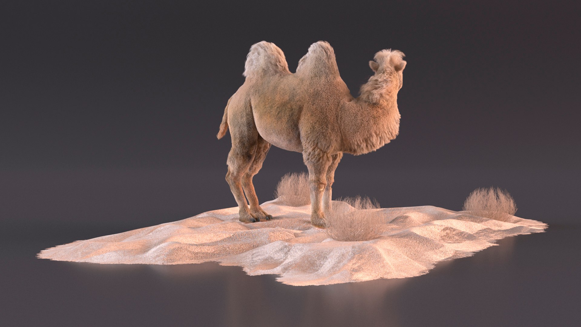 3D Bactrian Camel on Desert Sand Fur https://p.turbosquid.com/ts-thumb/8H/bZwaty/Vh/bactriancamelondesertsandfurc4dmodel007/jpg/1724683522/1920x1080/fit_q87/68e8b4f75d61c6e22cb5f75e85b46711eb04fd3a/bactriancamelondesertsandfurc4dmodel007.jpg