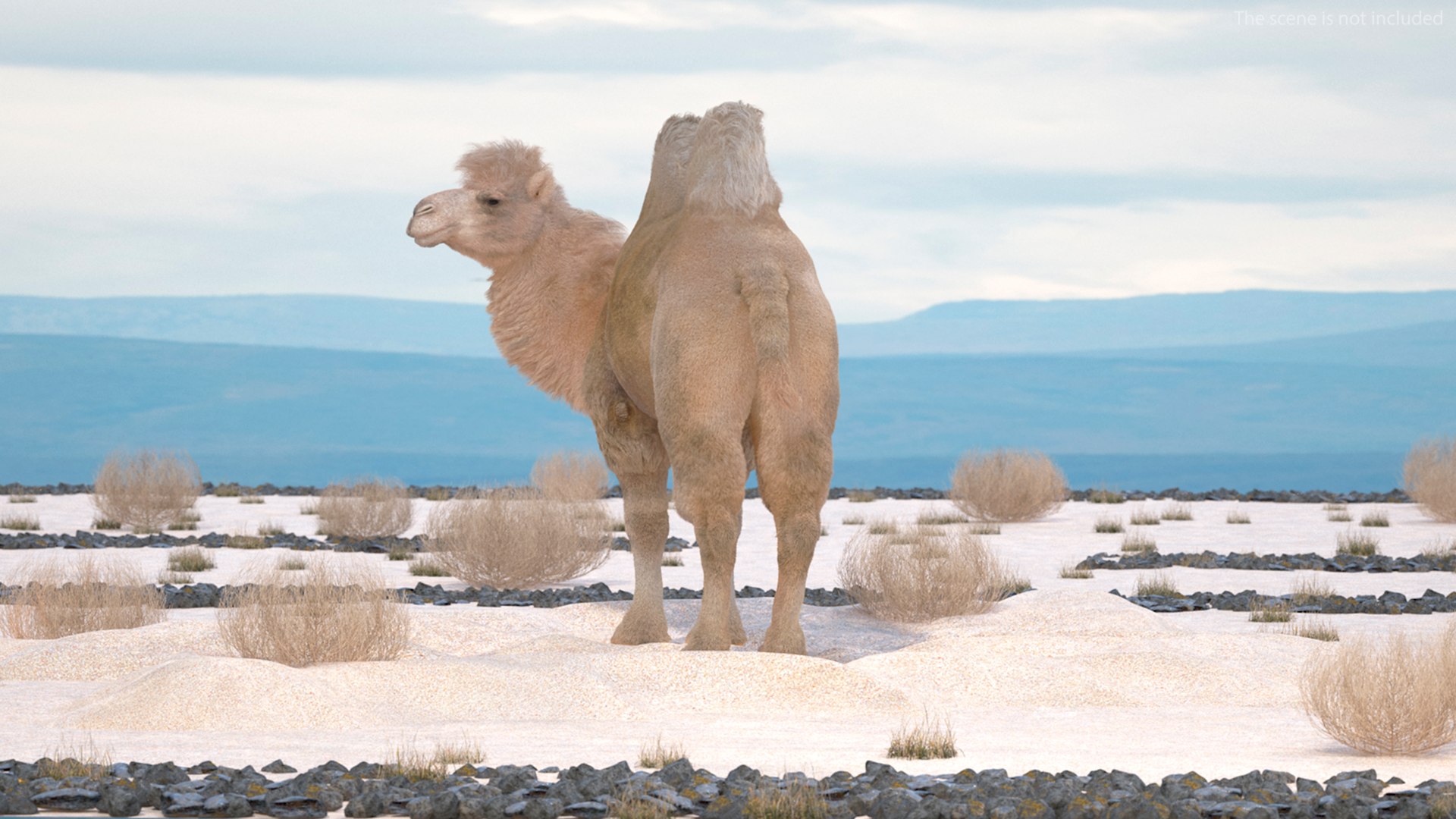 3D Bactrian Camel on Desert Sand Fur https://p.turbosquid.com/ts-thumb/8H/bZwaty/a5/bactriancamelondesertsandfurc4dmodel003/jpg/1724683505/1920x1080/fit_q87/ff66a6abc30de2bd8cfa29912a3241480948a207/bactriancamelondesertsandfurc4dmodel003.jpg