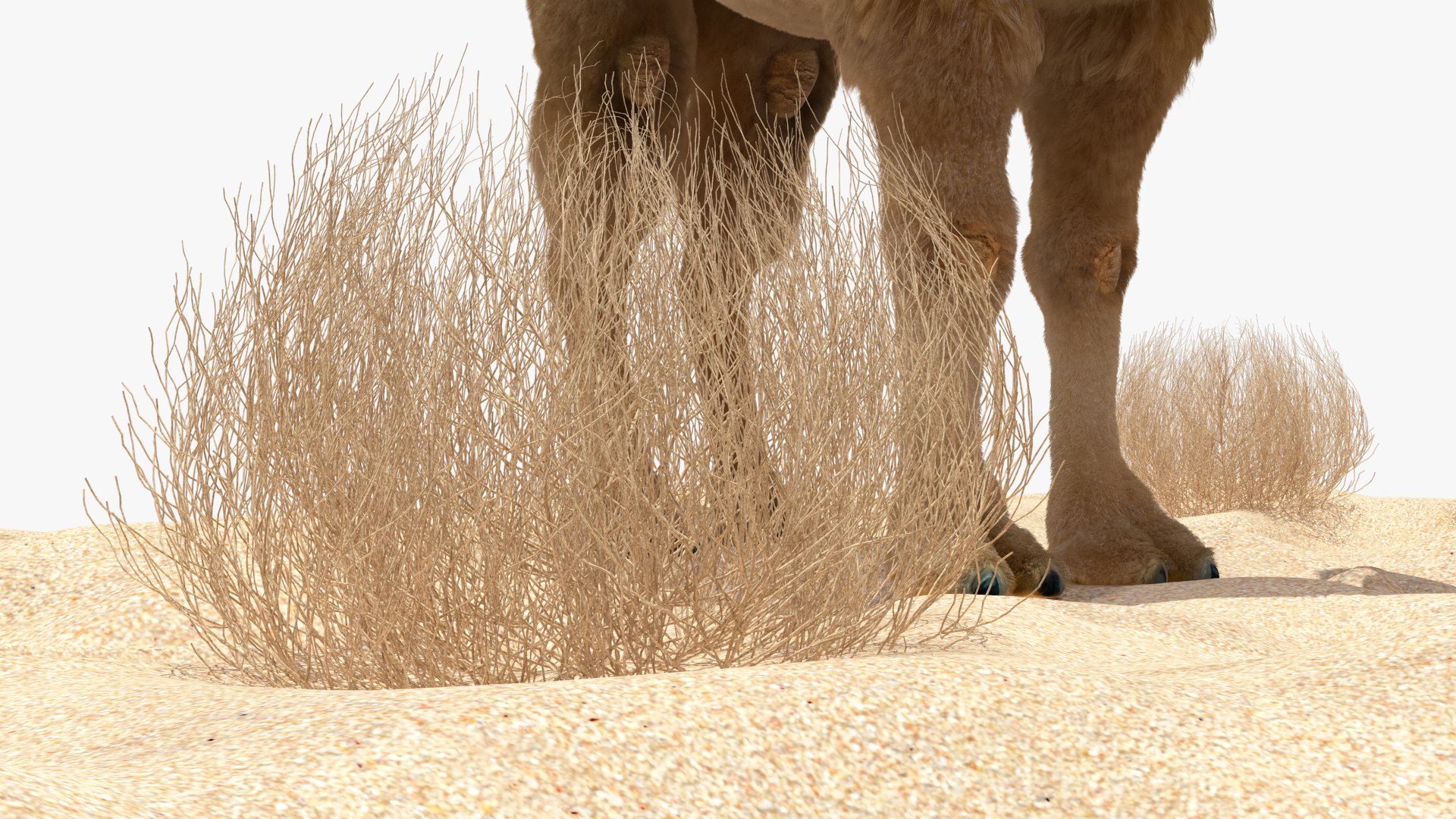3D Bactrian Camel on Desert Sand Fur https://p.turbosquid.com/ts-thumb/8H/bZwaty/fg/bactriancamelondesertsandfurc4dmodel024/jpg/1724683589/1920x1080/fit_q87/70929405adacf81a1e60068e82ffe0c05dd3ca67/bactriancamelondesertsandfurc4dmodel024.jpg