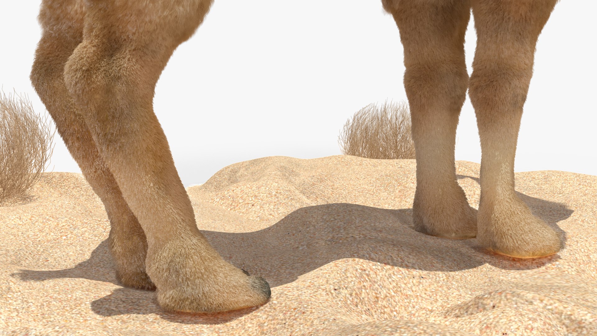 3D Bactrian Camel on Desert Sand Fur https://p.turbosquid.com/ts-thumb/8H/bZwaty/fy/bactriancamelondesertsandfurc4dmodel021/jpg/1724683577/1920x1080/fit_q87/0b01a401e6ce9eef57af112f1a20ef7f505494b0/bactriancamelondesertsandfurc4dmodel021.jpg
