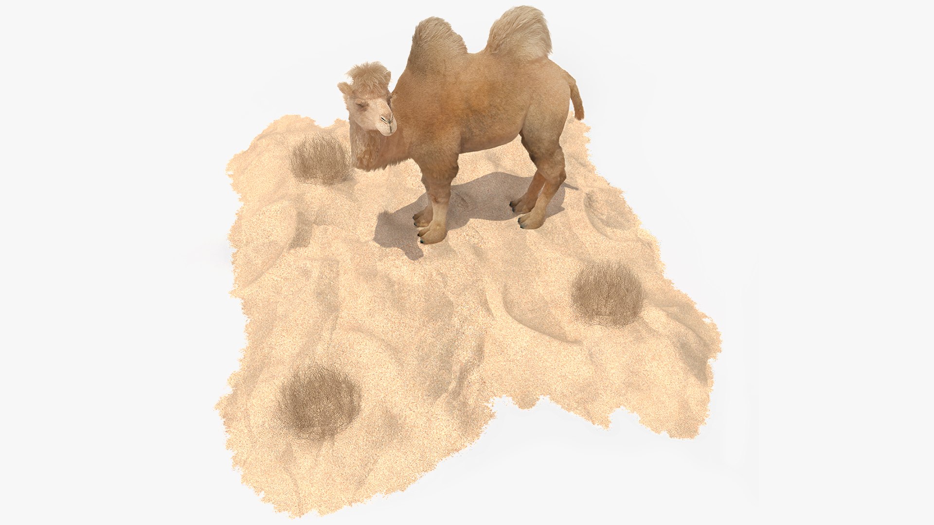 Bactrian Camel on Desert Sand Fur 3D model preview