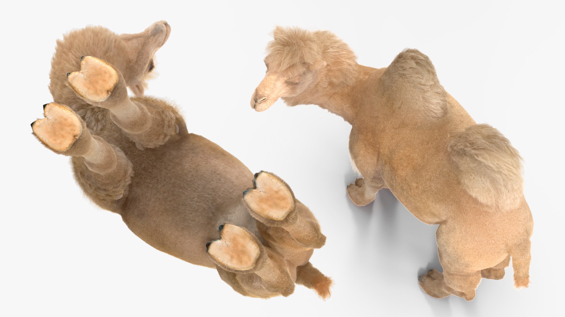 3D Bactrian Camel on Desert Sand Fur https://p.turbosquid.com/ts-thumb/8H/bZwaty/iA/bactriancamelondesertsandfurc4dmodel017/jpg/1724683560/1920x1080/fit_q87/a698eca181d8e2fa8ca3ef5945726c06bea393b1/bactriancamelondesertsandfurc4dmodel017.jpg