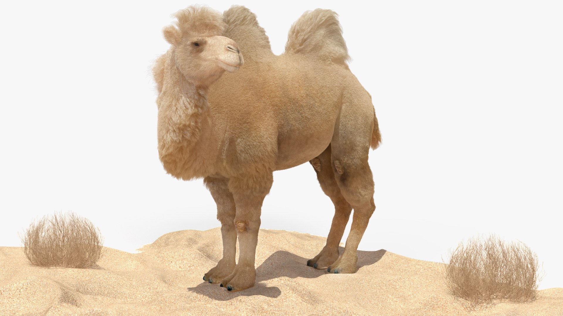3D Bactrian Camel on Desert Sand Fur https://p.turbosquid.com/ts-thumb/8H/bZwaty/mv/bactriancamelondesertsandfurc4dmodel015/jpg/1724683553/1920x1080/fit_q87/f8484fd306477f9dbbaec220302303e41126051d/bactriancamelondesertsandfurc4dmodel015.jpg