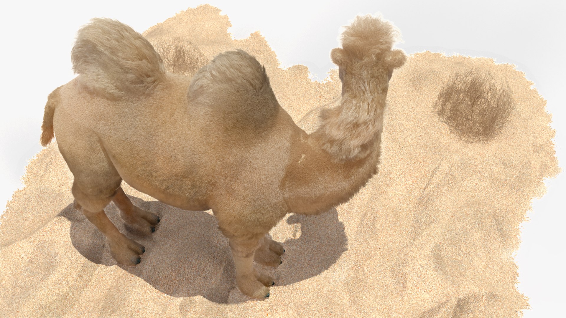 3D Bactrian Camel on Desert Sand Fur https://p.turbosquid.com/ts-thumb/8H/bZwaty/p1/bactriancamelondesertsandfurc4dmodel014/jpg/1724683549/1920x1080/fit_q87/98e4b2b074a4ef6b07f66ee2e2a6cfd58ce884ca/bactriancamelondesertsandfurc4dmodel014.jpg
