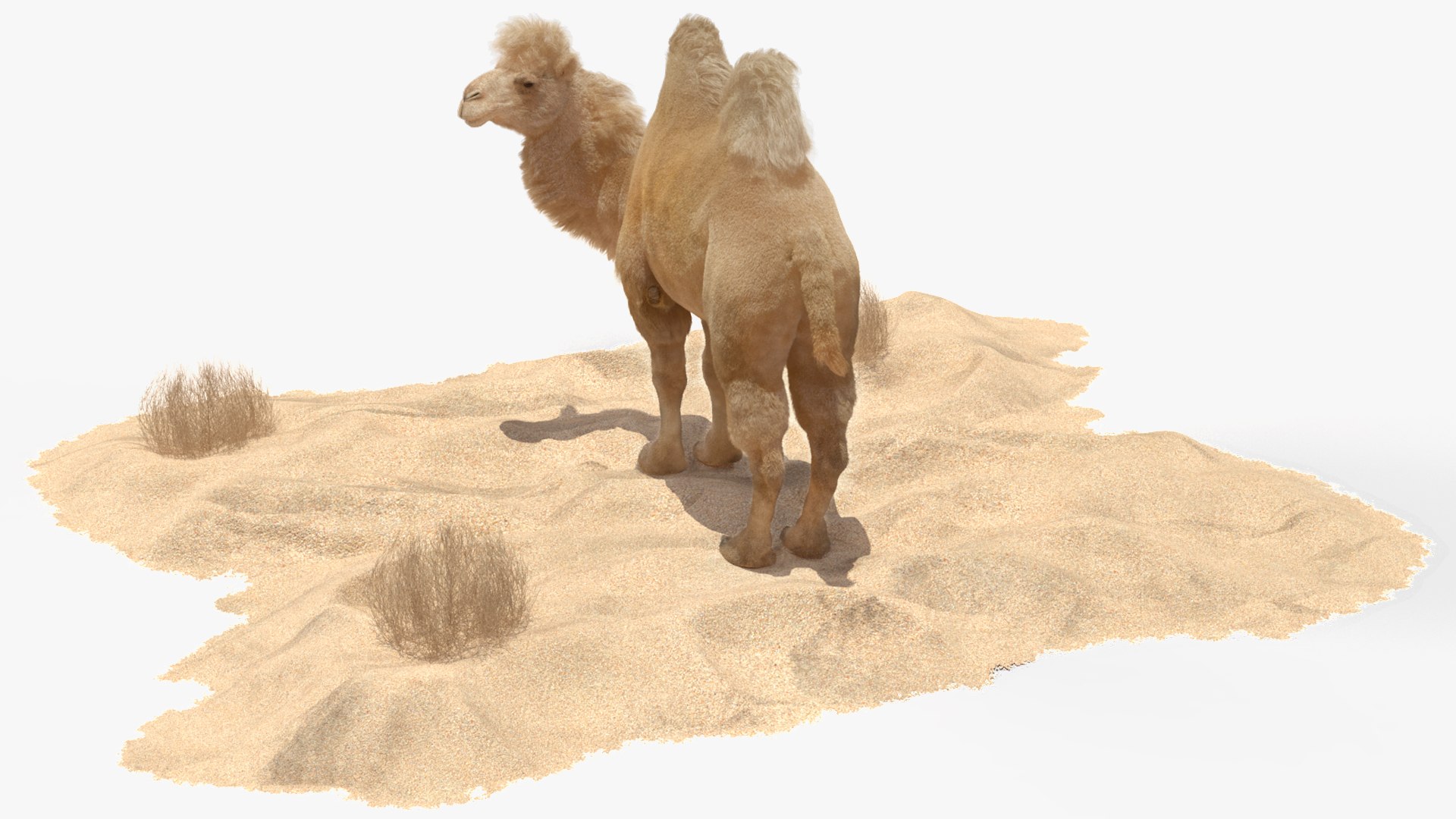 3D Bactrian Camel on Desert Sand Fur https://p.turbosquid.com/ts-thumb/8H/bZwaty/y3/bactriancamelondesertsandfurc4dmodel012/jpg/1724683541/1920x1080/fit_q87/7a32dd1cd200f6dc9c61653233c4b463cc91c167/bactriancamelondesertsandfurc4dmodel012.jpg