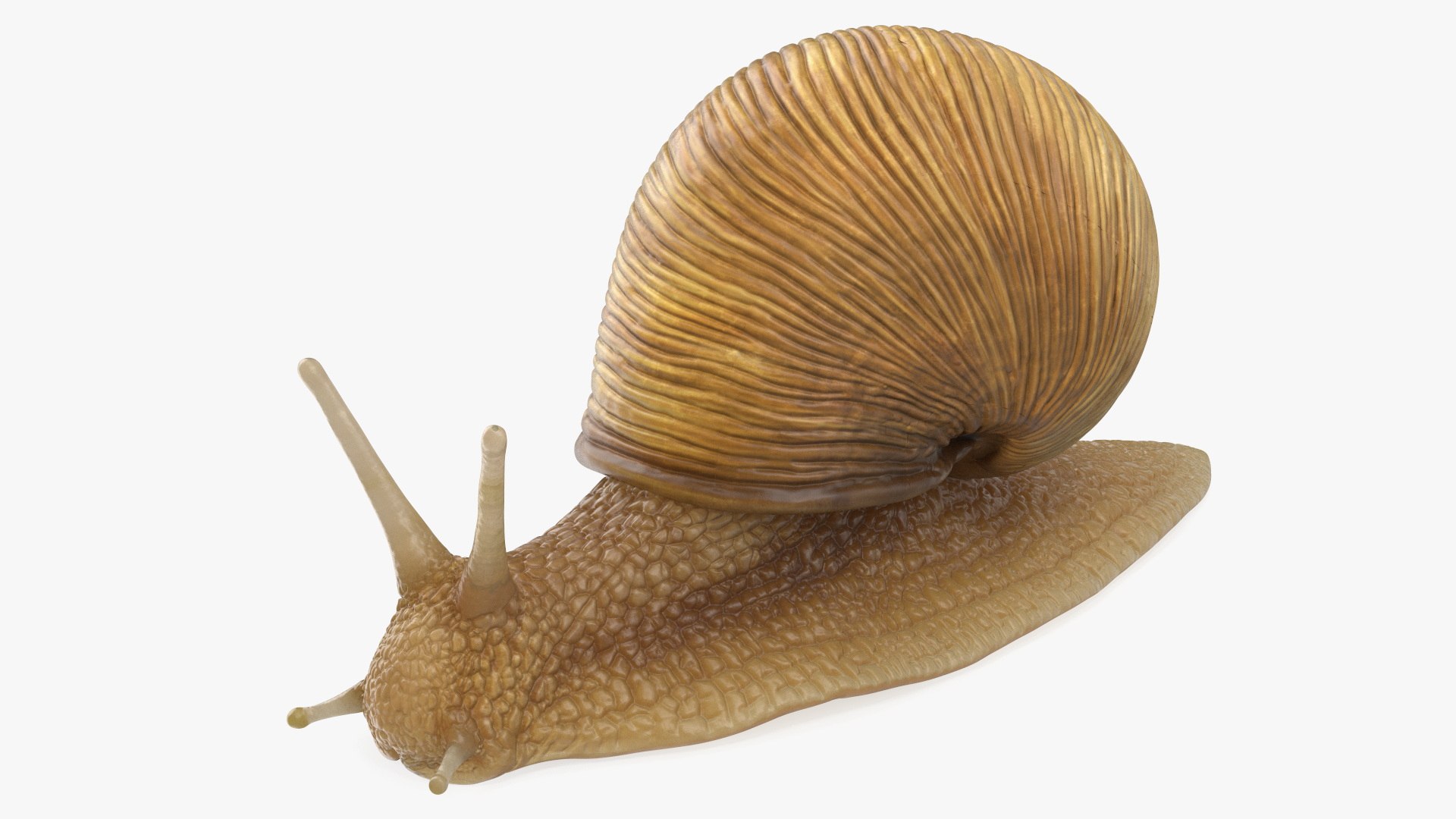 Garden Snail Rigged 3D model preview
