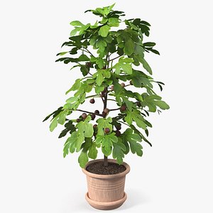 3D potted small fig tree model