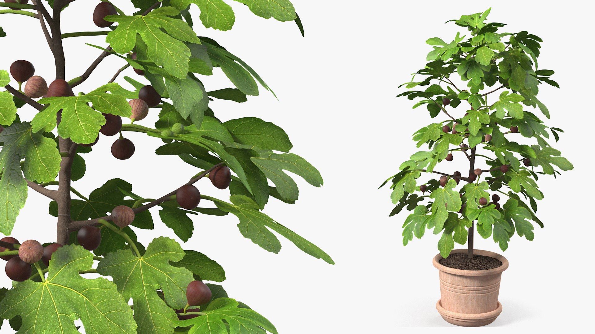 Potted Small Fig Tree with Fruits 3D model preview