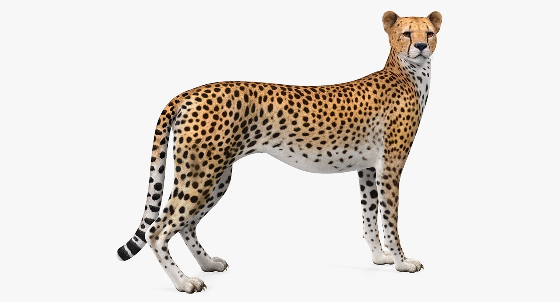 Cheetah Looking Around 3D Model 3D model preview