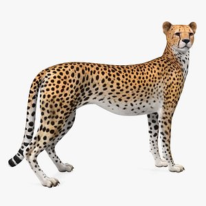 Cheetah Looking Around 3D Model