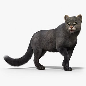 3d jaguarundi cat fur rigged