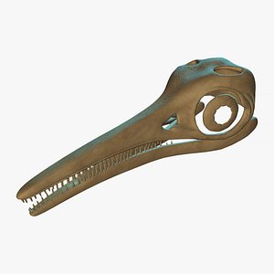 3D model ichthyosaurus skull