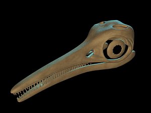 3D model ichthyosaurus skull
