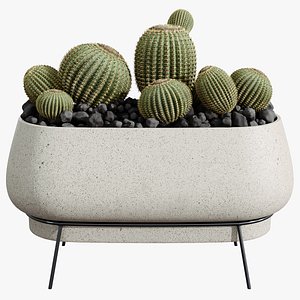 3D AV HousePlants Cactus Golden Barrel Tree