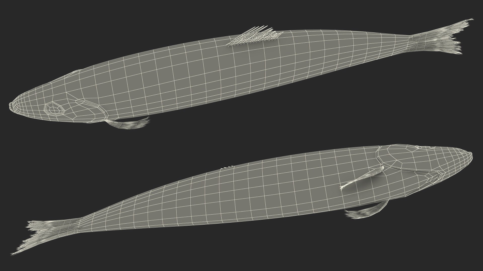 Realistic Atlantic Herring Rigged for Cinema 4D 3D model https://p.turbosquid.com/ts-thumb/8I/QdgrFW/Tb/realisticatlanticherringriggedforcinema4dvray3dmodel027/jpg/1715973595/1920x1080/fit_q87/a78446ca41cb8f6e44f44e9374f25034befd4cd6/realisticatlanticherringriggedforcinema4dvray3dmodel027.jpg