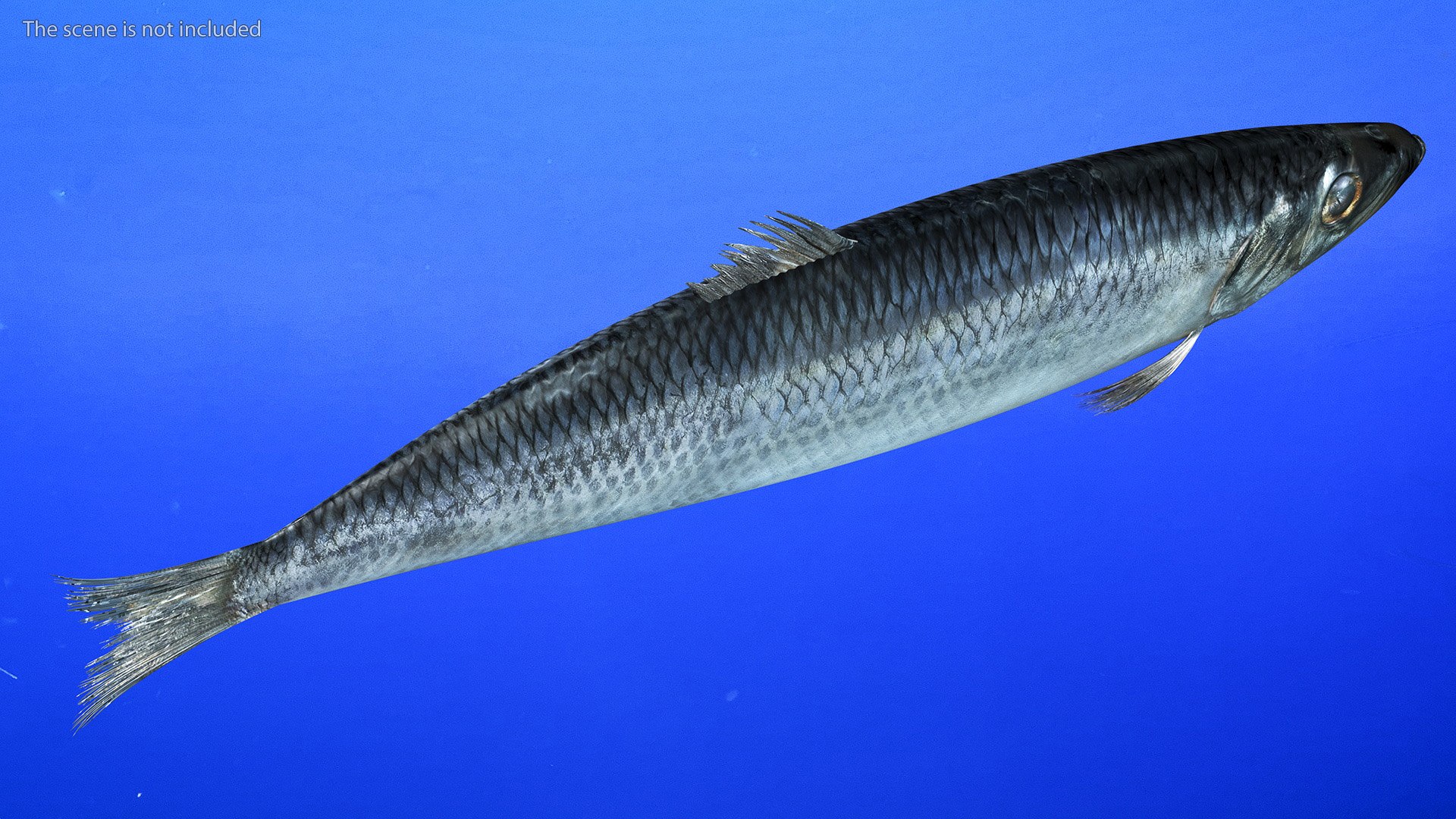Realistic Atlantic Herring Rigged for Cinema 4D 3D model https://p.turbosquid.com/ts-thumb/8I/QdgrFW/t8/realisticatlanticherringriggedforcinema4dvray3dmodel007/jpg/1715973473/1920x1080/fit_q87/65e5fddc7931f5a49e251e17937618b9b41a7f4d/realisticatlanticherringriggedforcinema4dvray3dmodel007.jpg