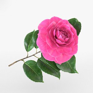 3D camellia flowers plant