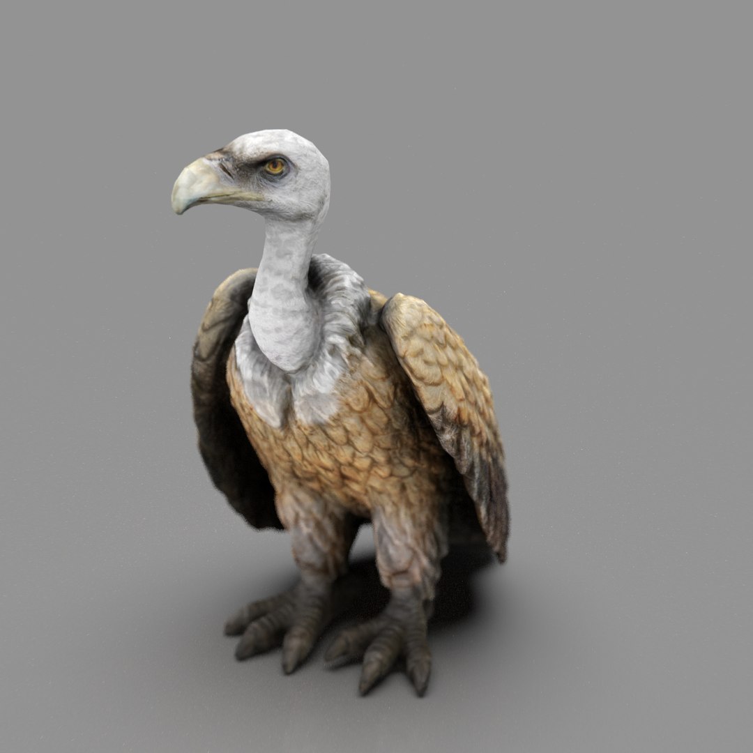 3D Model Vulture - TurboSquid 2075911