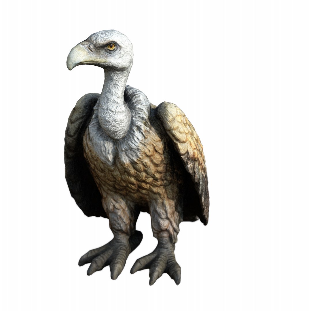 3D Model Vulture - TurboSquid 2075911