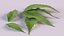 Neem leaves 3D model