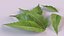 Neem leaves 3D model