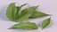 Neem leaves 3D model