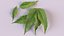 Neem leaves 3D model