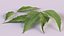 Neem leaves 3D model