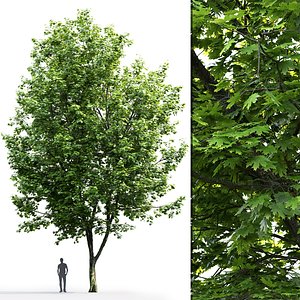 3D tree maple model