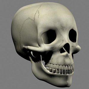 3d human skull model
