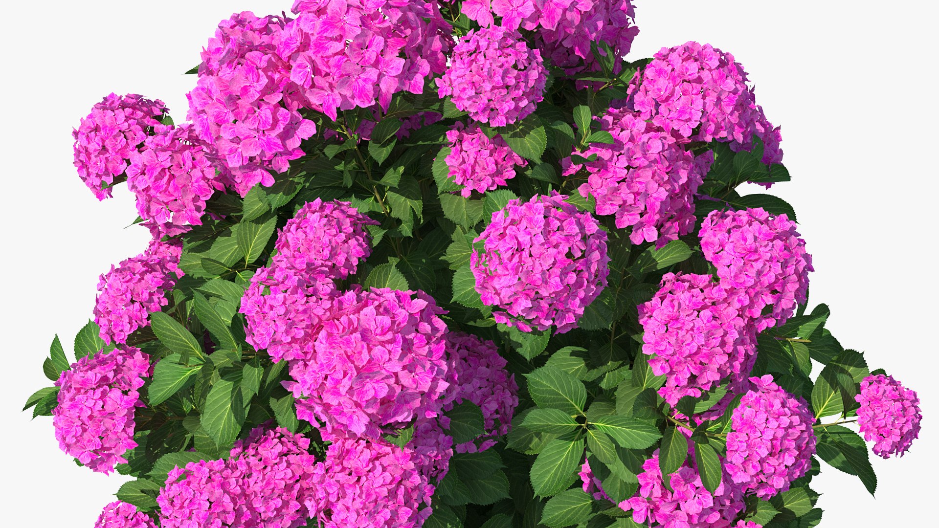 hydrangea macrophylla pink annabelle model https://p.turbosquid.com/ts-thumb/8I/q6C8SW/8IMGHGEg/hydrangeamacrophyllapinkannabellevray3dmodel008/jpg/1597166077/1920x1080/fit_q87/05e14b4f873811570eda41e56a415b954589b7c4/hydrangeamacrophyllapinkannabellevray3dmodel008.jpg