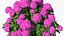 Hydrangea Macrophylla Pink Annabelle