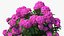 Hydrangea Macrophylla Pink Annabelle
