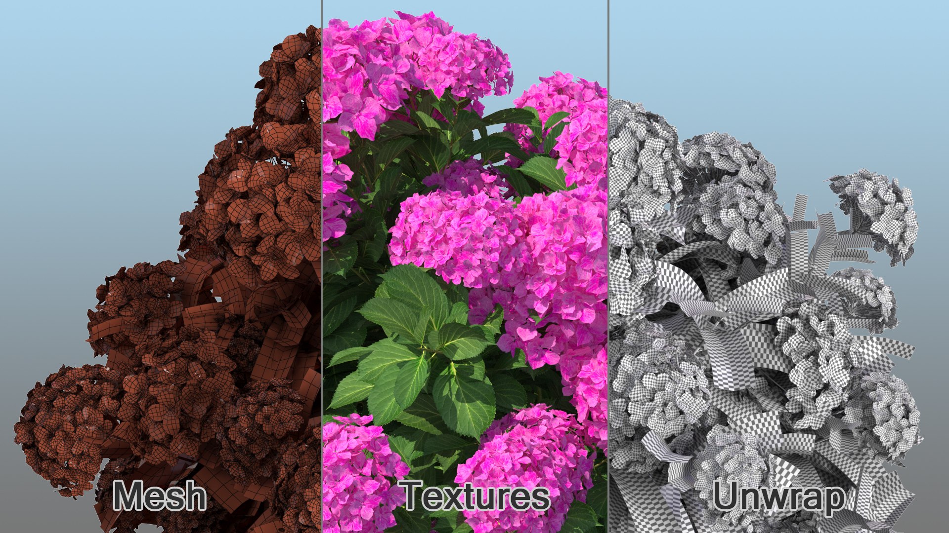 hydrangea macrophylla pink annabelle model https://p.turbosquid.com/ts-thumb/8I/q6C8SW/B4Z5xZZx/hydrangeamacrophyllapinkannabellevray3dmodel012/jpg/1597166131/1920x1080/fit_q87/4d8cba64c60330ee71b1ec21110e9a6e3b31792c/hydrangeamacrophyllapinkannabellevray3dmodel012.jpg