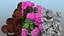 Hydrangea Macrophylla Pink Annabelle