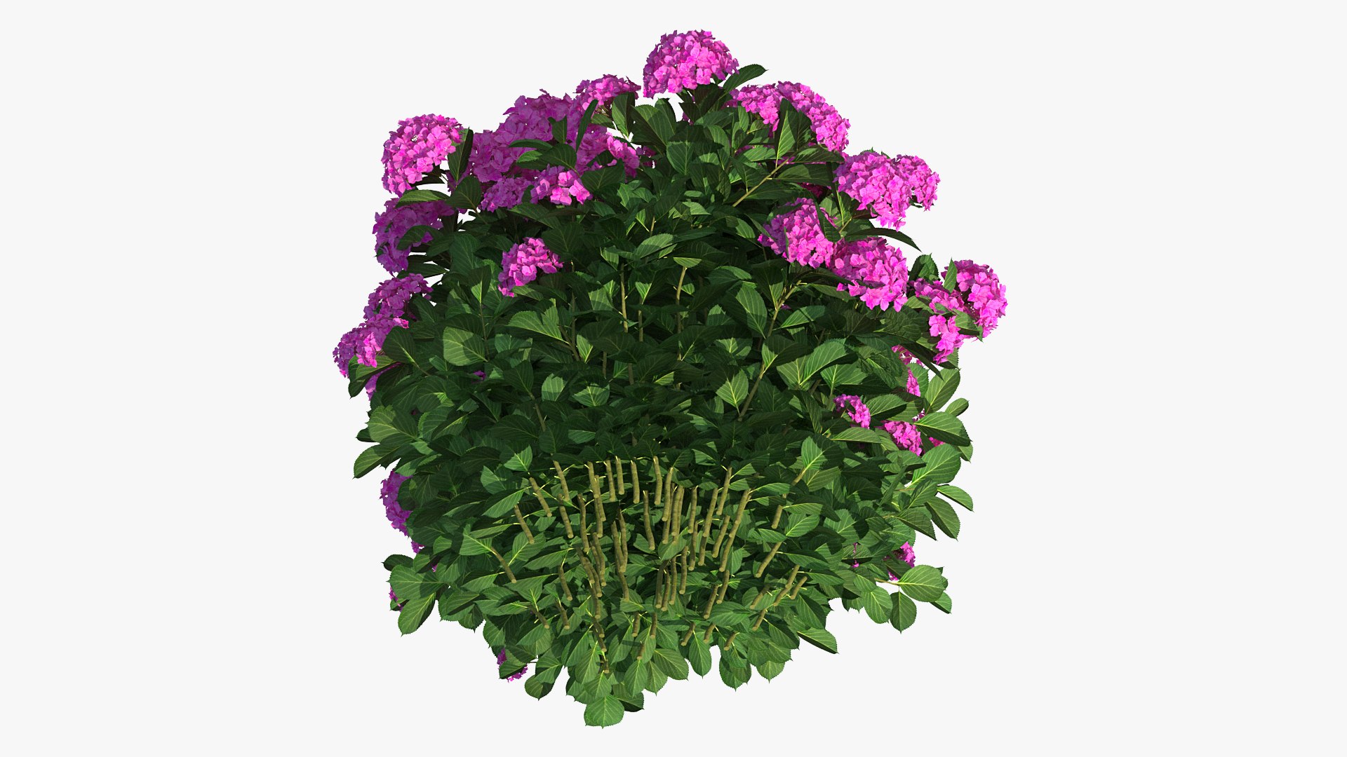 hydrangea macrophylla pink annabelle model https://p.turbosquid.com/ts-thumb/8I/q6C8SW/C9IeJwY6/hydrangeamacrophyllapinkannabellevray3dmodel011/jpg/1597166120/1920x1080/fit_q87/6545196f280ac74ba7a99a697dd3b11371199c15/hydrangeamacrophyllapinkannabellevray3dmodel011.jpg