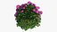 Hydrangea Macrophylla Pink Annabelle