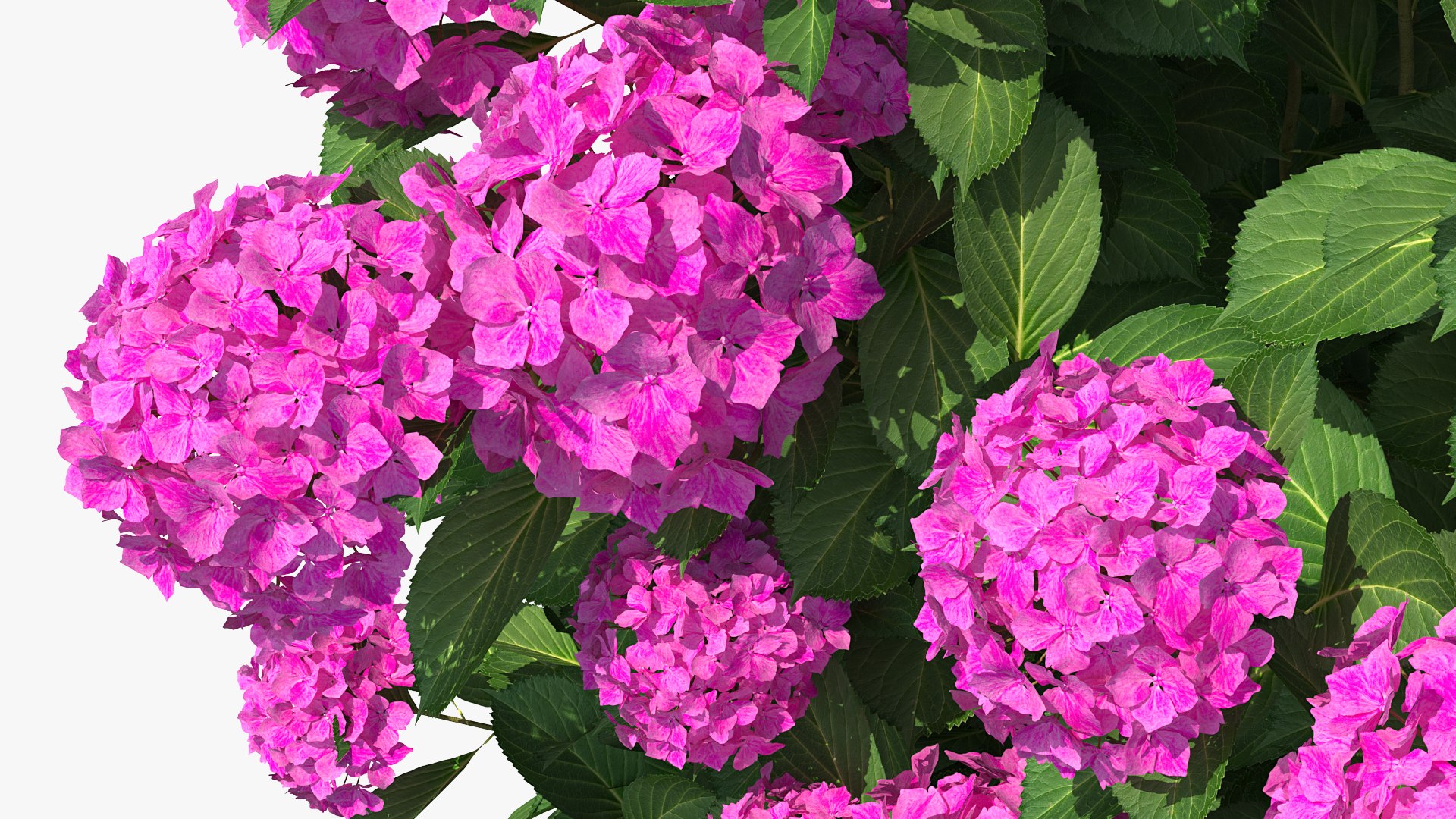 hydrangea macrophylla pink annabelle model https://p.turbosquid.com/ts-thumb/8I/q6C8SW/KirjHRIq/hydrangeamacrophyllapinkannabellevray3dmodel010/jpg/1597166105/1920x1080/fit_q87/21591297bd17801ab46f4b3f19e0b17f6fc1f641/hydrangeamacrophyllapinkannabellevray3dmodel010.jpg